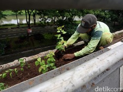 Pengertian dan Fungsi Plastida Saat Proses Fotosintesis