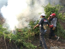 10 Hektare Ladang Ganja di Aceh Besar Dimusnahkan