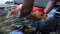 Melihat Pasar Ikan Hias Menteng