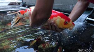 Melihat Pasar Ikan Hias Menteng