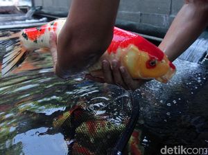 Melihat Pasar Ikan Hias Menteng