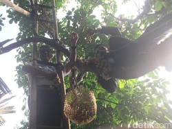 Naiki Tangga ke Pohon, Anies Ikut Panen Duku di Condet