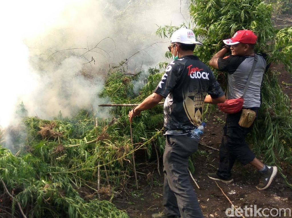 Momen Polisi Bakar 10 Hektare Ladang Ganja di Aceh Momen Polisi Bakar 10 Hektare Ladang Ganja di Aceh