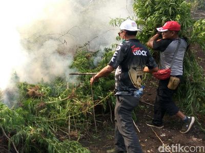Momen Polisi Bakar 10 Hektare Ladang Ganja di Aceh