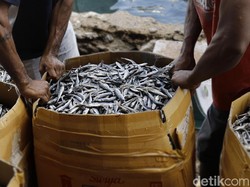 KKP Bagi-bagi Ikan Asal Malaysia di Batam, Jumlahnya 4 Ton!