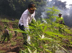 Pemakai Ganja Bisa Jadi Butuh Dosis Obat Bius Lebih Besar Saat Operasi