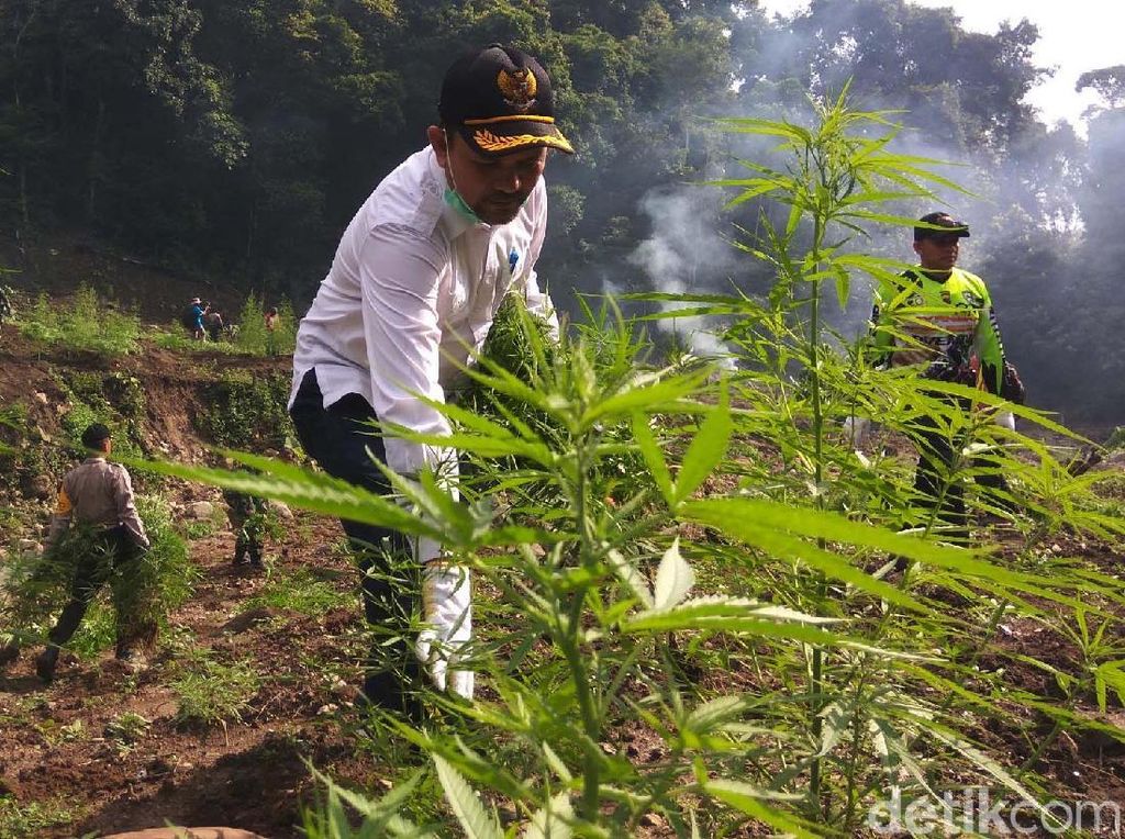 Pemakai Ganja Bisa Jadi Butuh Dosis Obat Bius Lebih Besar Saat Operasi Pemakai Ganja Bisa Jadi Butuh Dosis Obat Bius Lebih Besar Saat Operasi
