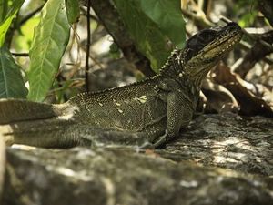Dinosaurus Mini dari Maros yang Bernasib Malang