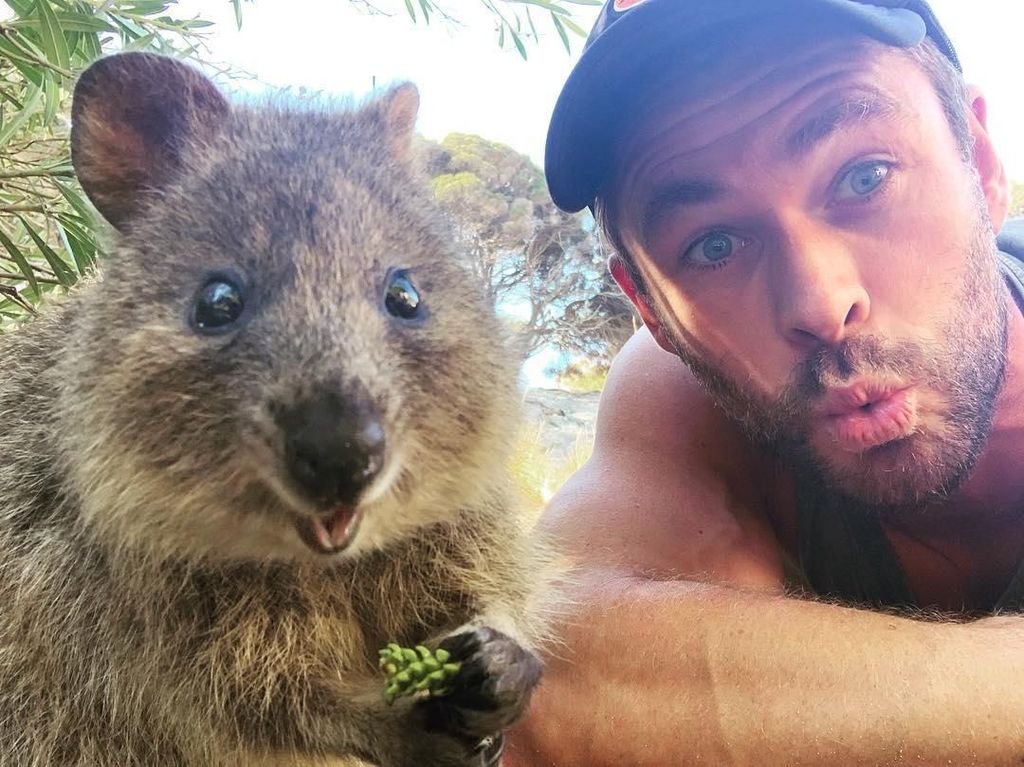 Saat Chris Hemsworth Main-main Sama Hewan Imut Quokka Saat Chris Hemsworth Main-main Sama Hewan Imut Quokka