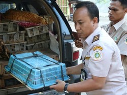 Penyelundupan 570 Ekor Burung Asal Siak Digagalkan di Cilegon
