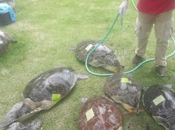 Polisi Sita Penyu Hijau dari Mobil Parkir di Bypass Gianyar