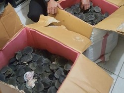 Polisi Gagalkan Penyelundupan 2.227 Kura-kura Moncong Babi di Merauke