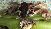 Gemasnya! Begini Jadinya Kalau Kucing Petani Berpose Dengan Makanan
