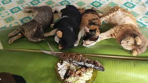 Gemasnya! Begini Jadinya Kalau Kucing Petani Berpose Dengan Makanan