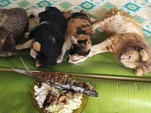 Gemasnya! Begini Jadinya Kalau Kucing Petani Berpose Dengan Makanan