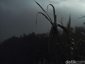 Abu Vulkanik Bromo Mengarah ke Pasuruan, Warga Butuh Masker