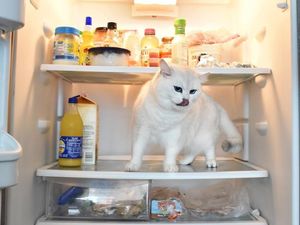 Bermata Biru, Ini Dia Coby Si Kucing yang Doyan Makan