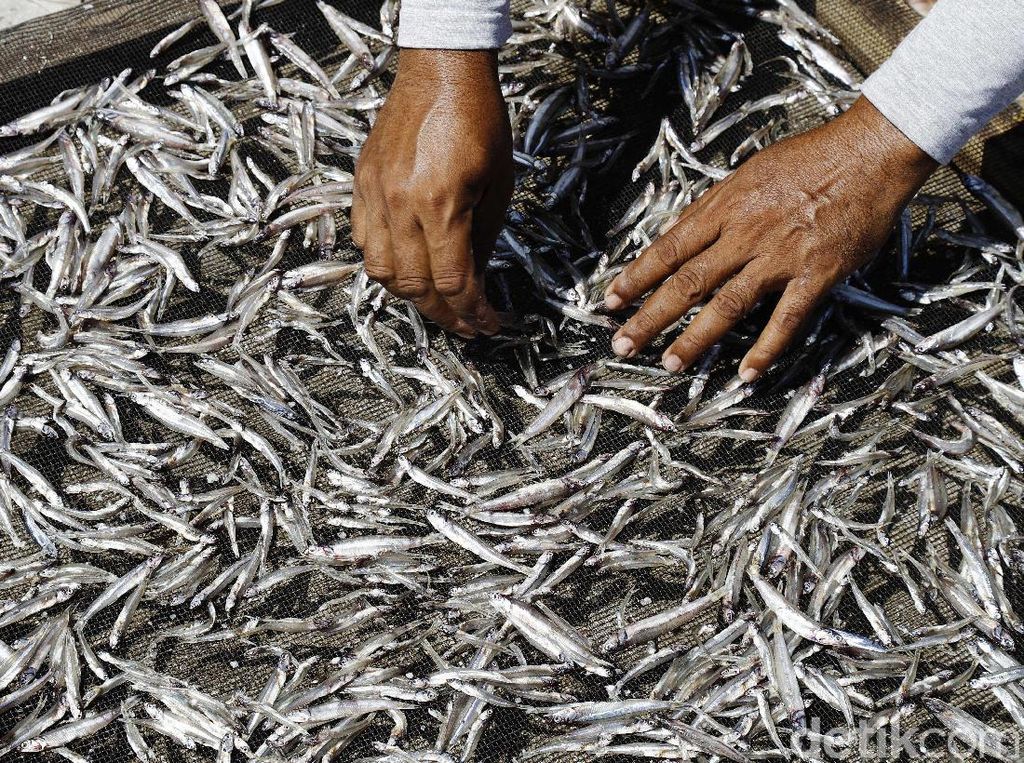 Susi Disindir Soal Impor Ikan Asin, Ini Fakta dari BPS Susi Disindir Soal Impor Ikan Asin, Ini Fakta dari BPS