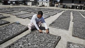 Nasabah BRI Menjemur Ikan Asin Hasil Tangkapan