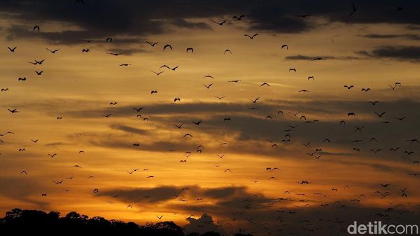 Aksi Jutaan Kelelawar Hibur Wisatawan di Pulau Kalong