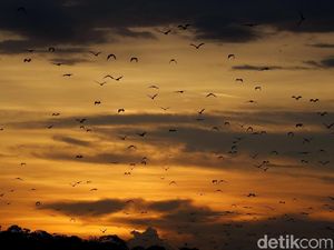 Aksi Jutaan Kelelawar Hibur Wisatawan di Pulau Kalong