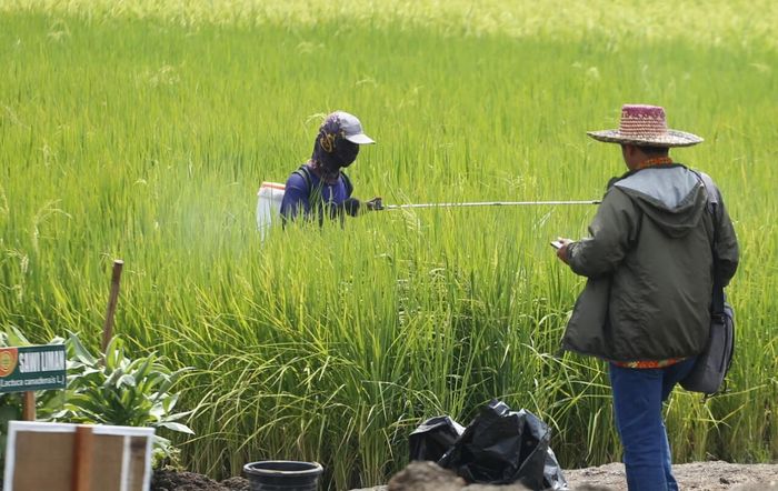 Bantuan Di Sektor Pertanian, Bagaimana Dampaknya Buat Petani?