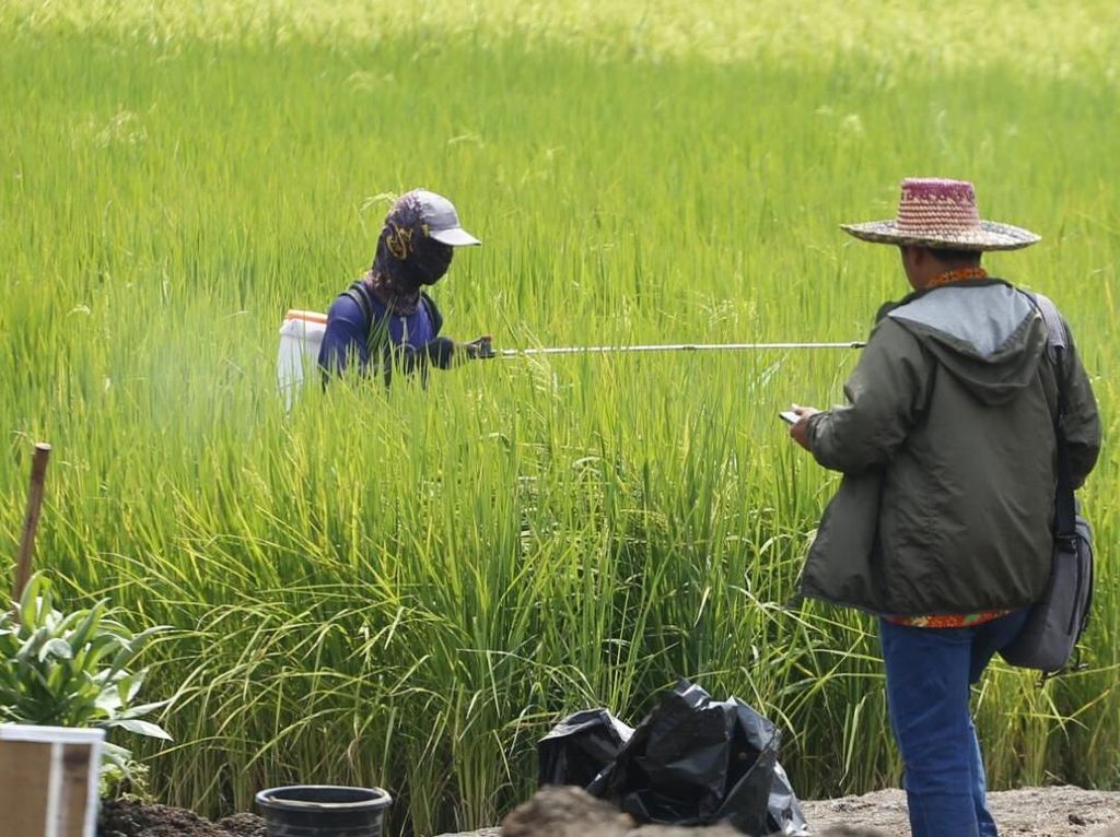 Pupuk untuk Petani di Jateng Dijamin Aman Pupuk untuk Petani di Jateng Dijamin Aman