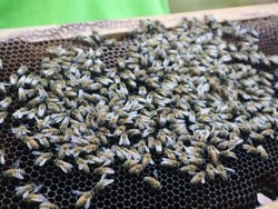 Berkenalan Dengan Aneka Macam Lebah di Pattaya