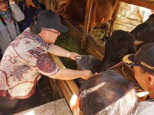 Menteri Bappenas Tinjau Peternakan Sapi