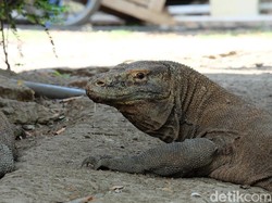Menyambangi Pulau Rinca, Awas Nabrak Komodo!