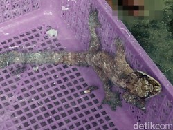 Warga Polman Sulbar Temukan Tokek Aneh