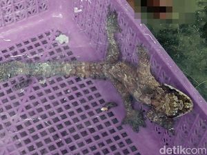 Warga Polman Sulbar Temukan Tokek Aneh Warga Polman Sulbar Temukan Tokek Aneh