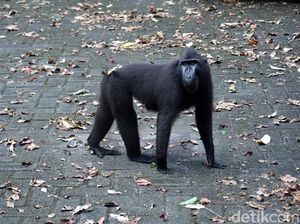 Foto: Yaki, Monyet Hitam Sulawesi yang Galak Foto: Yaki, Monyet Hitam Sulawesi yang Galak