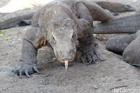 DRGN-1: Rahasia Jutaan Tahun 'Kesaktian' Komodo