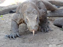 Pulau Rinca Dibangun, Komodo di Sana Stres Nggak Ya? Pulau Rinca Dibangun, Komodo di Sana Stres Nggak Ya?