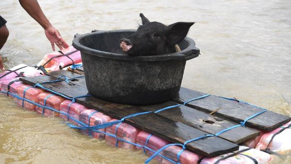 Potret Warga Evakuasi Hewan Ternak Usai Banjir Bandang di Sentani