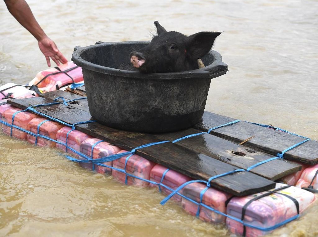 Potret Warga Evakuasi Hewan Ternak Usai Banjir Bandang di Sentani