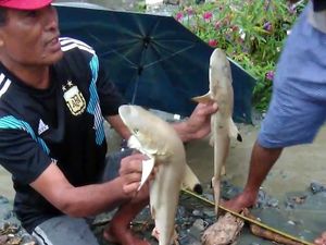 Peneliti LIPI Duga Hiu di Dataran Tinggi Sentani Jenis Blacktip Reef Shark Peneliti LIPI Duga Hiu di Dataran Tinggi Sentani Jenis Blacktip Reef Shark