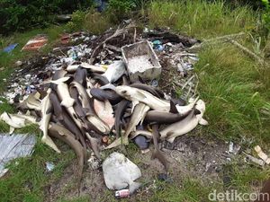 WWF Indonesia: Penyebab Kematian Massal Hiu di Karimunjawa Harus Dianalisis WWF Indonesia: Penyebab Kematian Massal Hiu di Karimunjawa Harus Dianalisis