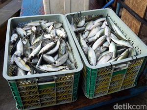 Cuma US$ 5 Miliar, Ekspor Ikan RI Kalah Jauh dari Vietnam