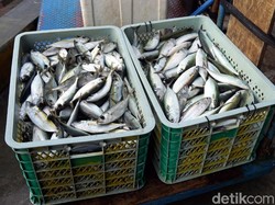 Cuma US$ 5 Miliar, Ekspor Ikan RI Kalah Jauh dari Vietnam