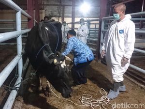 Terjangkit Brucellosis, Sapi Asal Bandung Barat Dibakar di Cilegon Terjangkit Brucellosis, Sapi Asal Bandung Barat Dibakar di Cilegon