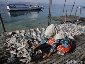 Melihat Produksi Ikan Asin di Pulau Messah Melihat Produksi Ikan Asin di Pulau Messah