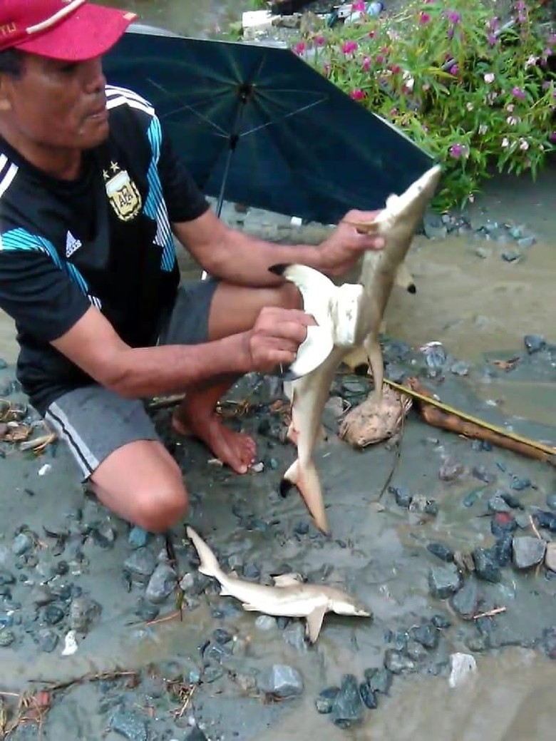 Kemunculan Hiu Istimewa dari Sentani yang Bikin Gempar Kemunculan Hiu Istimewa dari Sentani yang Bikin Gempar