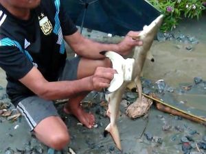 Kemunculan Hiu Istimewa dari Sentani yang Bikin Gempar Kemunculan Hiu Istimewa dari Sentani yang Bikin Gempar