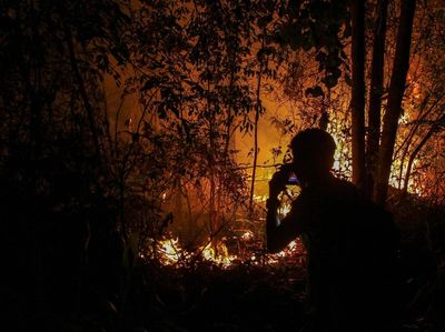 Api Membara di Hutan Pekanbaru