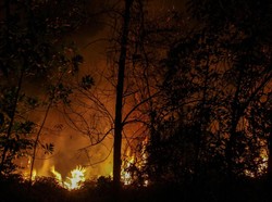 Waspadai Cuaca Panas, Kebakaran Lahan di Sultra Mengancam