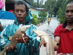 Heboh Hiu Muncul di Dataran Tinggi Sentani, Ini Penjelasan Arkeolog