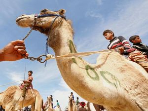 Pecinta Hewan Kecam Adu Unta di Turki Pecinta Hewan Kecam Adu Unta di Turki