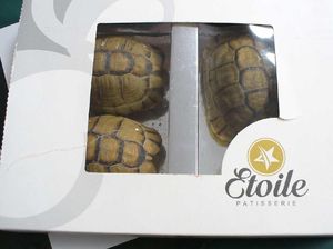 Pria Ini Selundupkan Kura-kura Langka yang Hidup Sebagai Kue